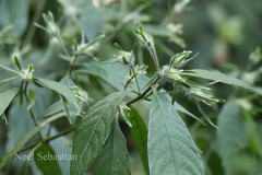 Strobilanthes aurita